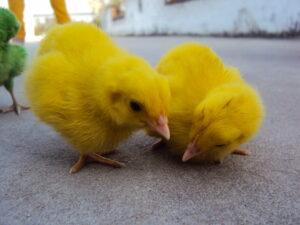 baby chickens