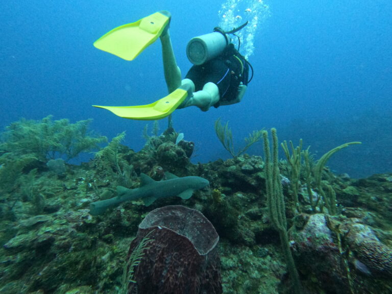 Diving in Belize